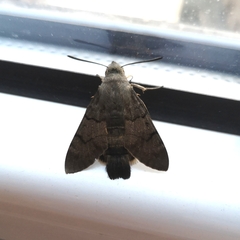 Macroglossum stellatarum