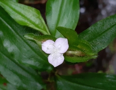 Tradescantia poelliae