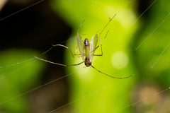 Endochironomus nigricans