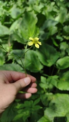 Geum × catlingii