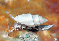 Eucithara capillata