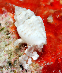 Eucithara capillata