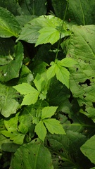 Geum × catlingii