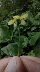 Geum × catlingii