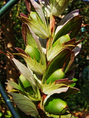 Acanthus mollis