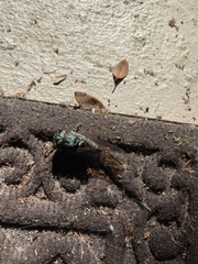 Neotibicen lyricen virescens