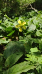 Geum × catlingii