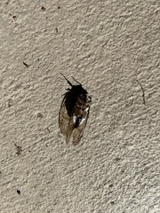 Neotibicen lyricen virescens