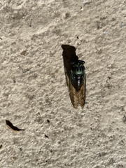 Neotibicen lyricen virescens