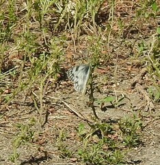 Pontia occidentalis