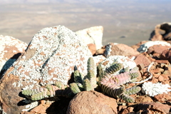 Crassula vestita