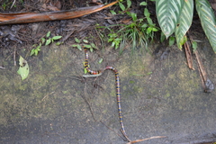 Pliocercus elapoides