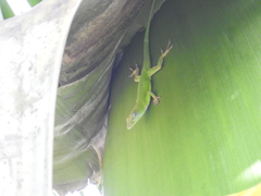 Anolis callainus