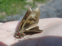 Erionota torus