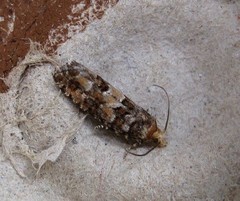 Eucopina tocullionana