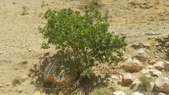 Ficus carica