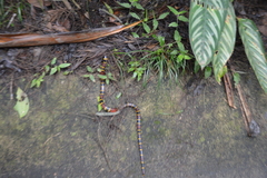 Pliocercus elapoides