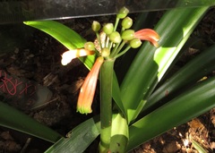 Clivia gardenii