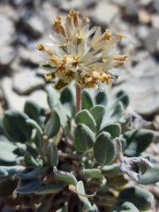 Chamaechaenactis scaposa