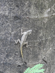 Anolis distichus
