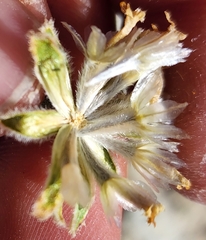 Chamaechaenactis scaposa