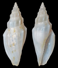 Eucithara fusiformis