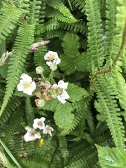 Rubus tuberculatus