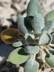 Chamaechaenactis scaposa