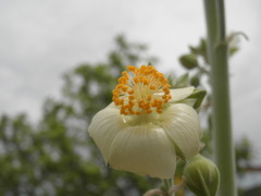 Abutilon xanti