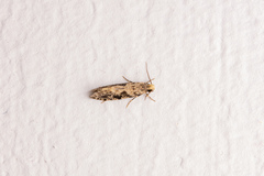 Nemapogon granella