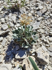 Chamaechaenactis scaposa