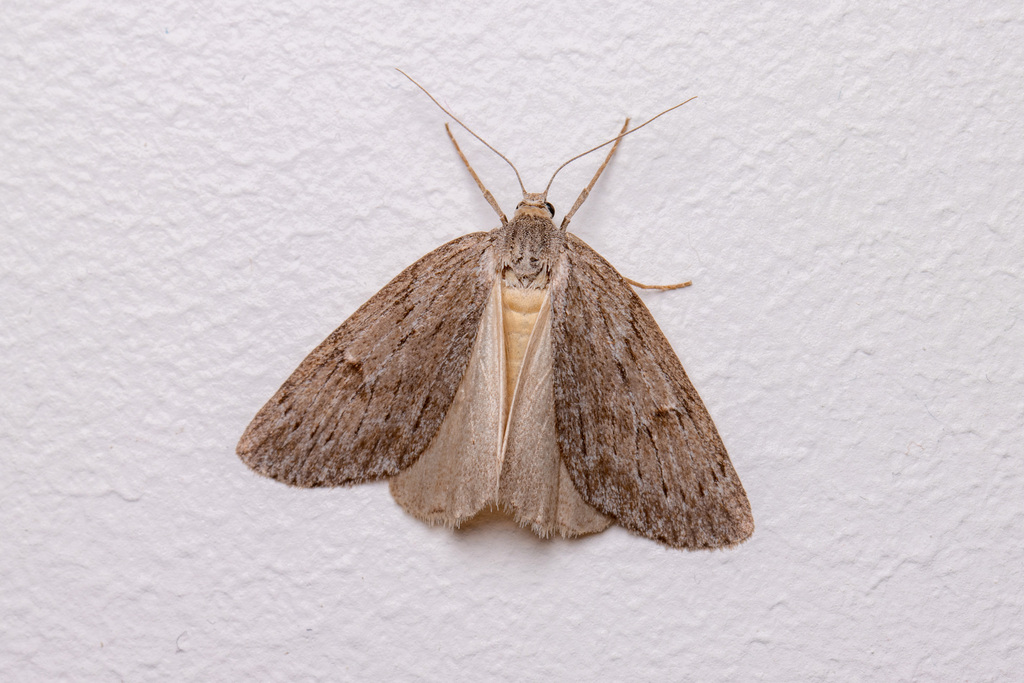 Horse Chestnut Moth, photo 1 of 10
