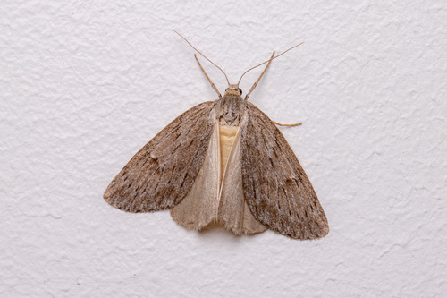 Pachycnemia hippocastanaria (Hübner, 1799)