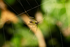 Endochironomus nigricans