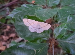 Cyclophora linearia