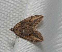 Chesias isabella