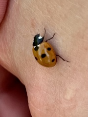 Coccinella septempunctata