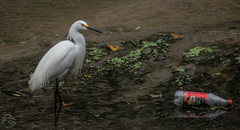 Egretta thula