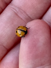 Coccinella septempunctata
