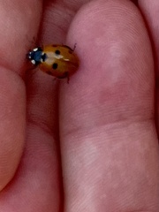 Coccinella septempunctata