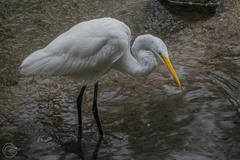 Ardea alba