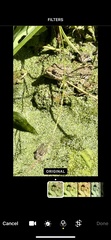 Anura