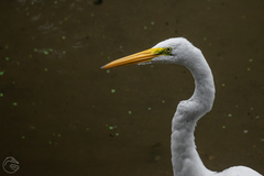 Ardea alba