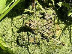 Anura