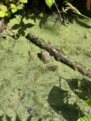 Anura