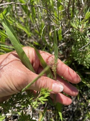 Dichanthelium villosissimum