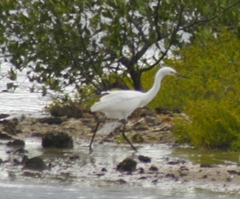 Egretta rufescens
