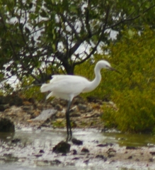 Egretta rufescens