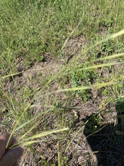 Hesperostipa spartea