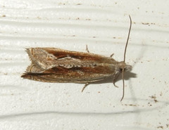 Ancylis diminuatana